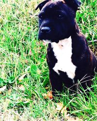 Close-up portrait of black dog