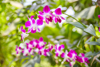 Close-up of pink flowering plant