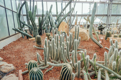 Close-up of cactus in potted plant