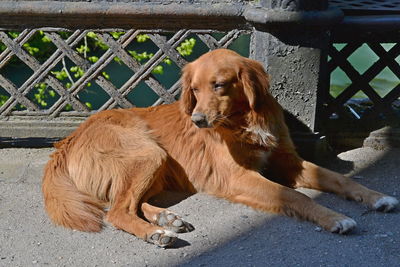 View of a dog resting