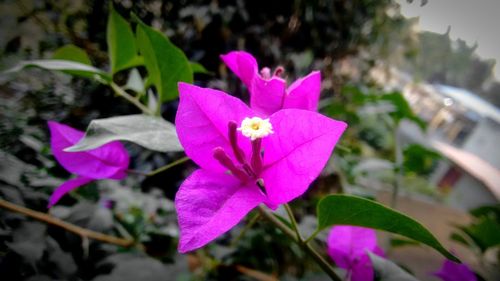 Close-up of pink flowers blooming outdoors