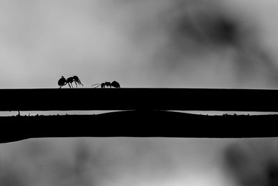 Low angle view of silhouette people riding motorcycle against sky