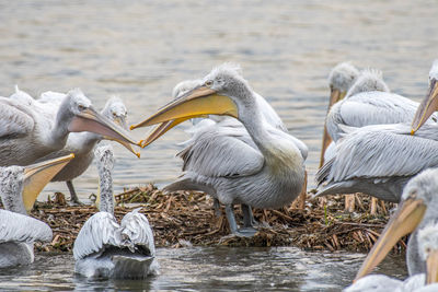View of birds in lake