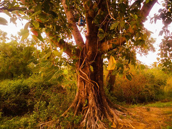 Trees growing outdoors