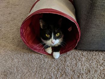 Portrait of cat in tunnel