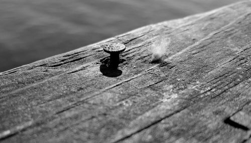 Close-up of nail mounted on wooden plank