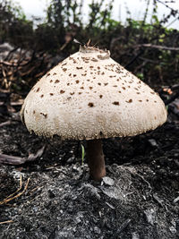 Close-up of mushroom growing on field