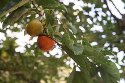 Close-up of leaves on tree