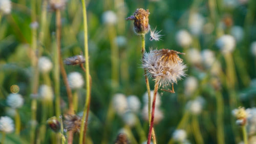 Close-up of wilted dandelion flower on field