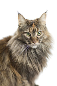 Close-up portrait of a cat