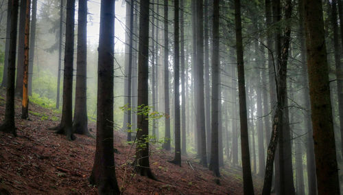 Pine trees in forest in zvicina