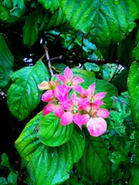 Close-up of pink flowers blooming outdoors