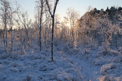 Snow covered landscape