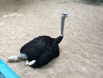 Black bird on sand