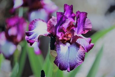 Close-up of purple iris flower