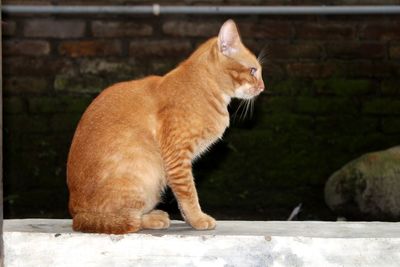 Side view of a cat sitting on wall