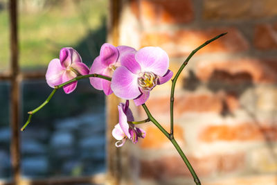 Close-up of pink orchid