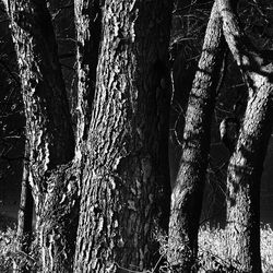 View of tree trunk