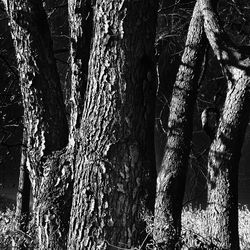 View of tree trunk