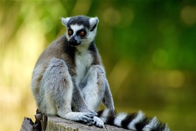 Close-up of lemur sitting on wood