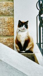 Cat sitting outdoors