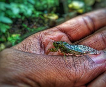 Close-up of hand holding leaf