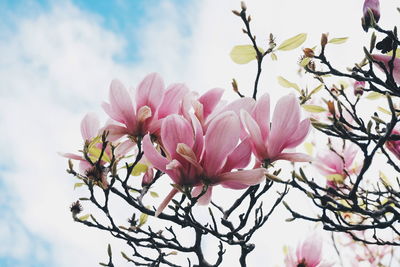 Close-up of pink magnolia in spring