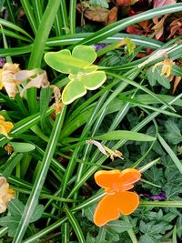 Close-up of insect on flower in field