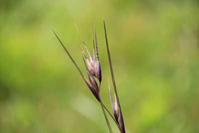 Close-up of plant on field