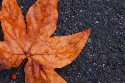 Close-up of maple leaves