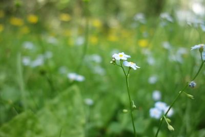 Close-up of white flowering plant on field