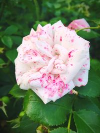 Close-up of pink rose