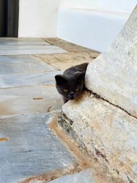 High angle view of black cat