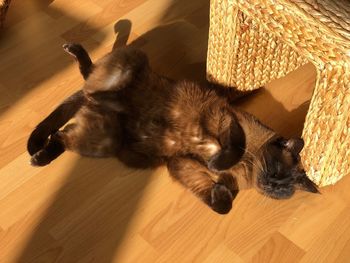 High angle view of cat resting on hardwood floor