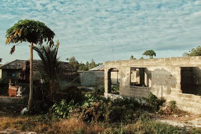 Palm trees against sky