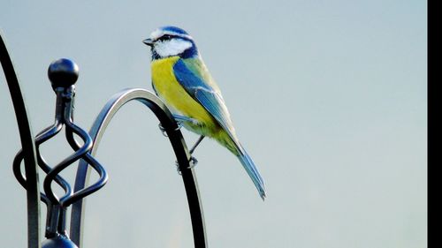 Close-up of bird perching on yellow