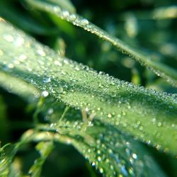 Close-up of water drops on plant