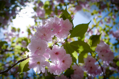 Close-up of pink cherry blossoms in spring