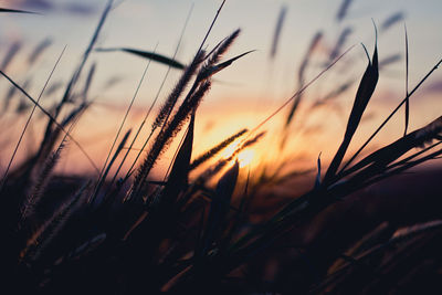 Close-up of grass on field against sky at sunset