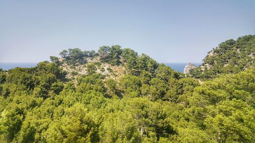 Scenic view of forest against clear sky