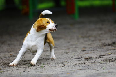 Dog running on road