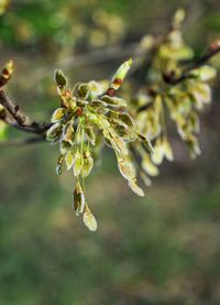 Close-up of flower growing on tree