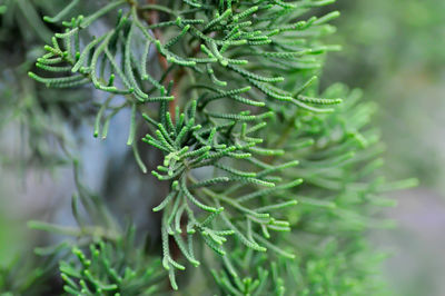 Close-up of pine tree