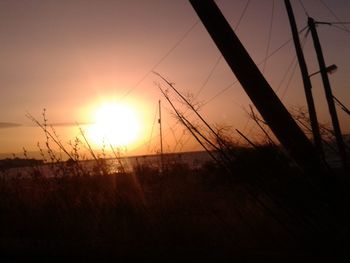 Silhouette of trees at sunset