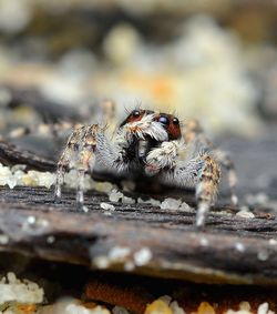 Close-up of spider