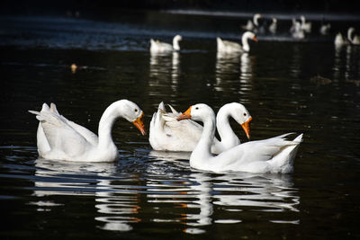 Swans swimming in lake