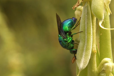 Close-up of caterpillar on plant