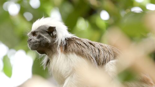 Close-up of a monkey looking away