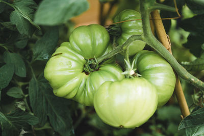 Close-up of fruit growing on plant