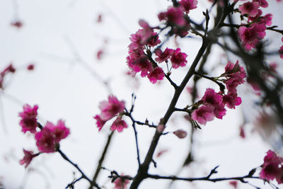 Low angle view of pink flowers blooming on tree